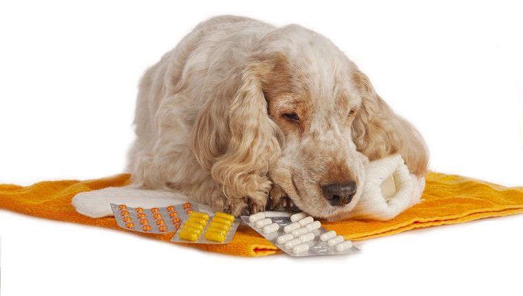 spaniel dog with pills isolated