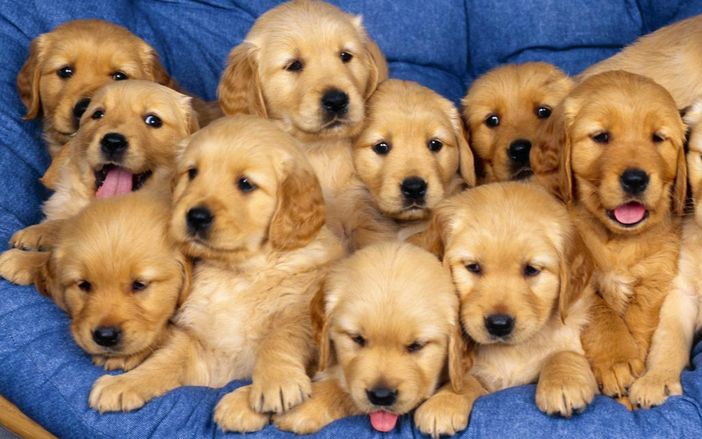 happy-oodles-tips-on-how-to-choose-a-puppy-featured-fl-1024x640
